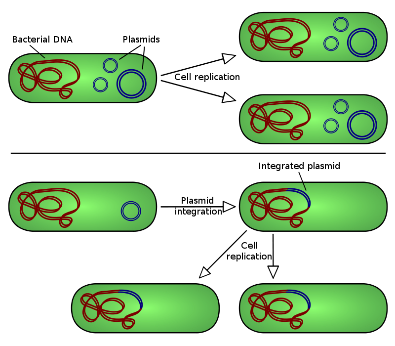 plasmid